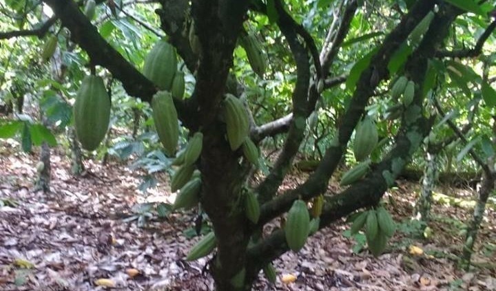 Kakao Baum
