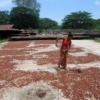 Kakaobohnen trocknen